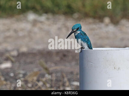 Il cerulean kingfisher (Alcedo coerulescens) maschio adulto appollaiato sulla tubazione in allevamento ittico Bali, Indonesia luglio Foto Stock