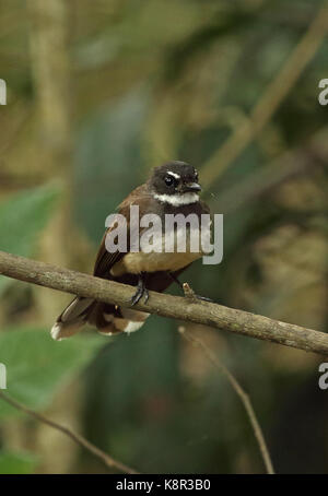 Sunda pied fiocco (rhipidura javanica javanica) adulto appollaiato sul ramo bali barat np, Bali, Indonesia luglio Foto Stock