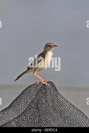 Zitting cisticola (cisticola juncidis fuscicapilla) adulto arroccato su net presso allevamento di gamberetti Bali, Indonesia luglio Foto Stock