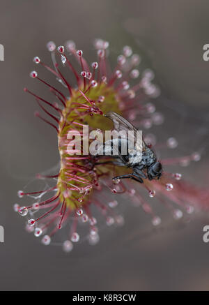 Sundew comune o round-lasciava sundew (drosera rotundifolia) con insetti intrappolati, brughiera, Dorset, England, Regno Unito, maggio Foto Stock