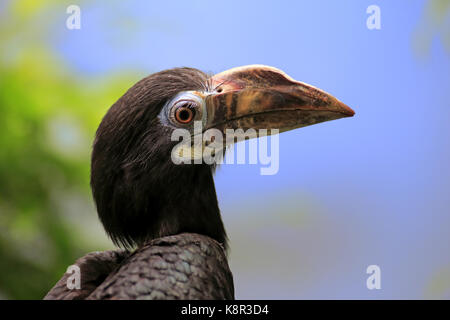 Visayan tarictic hornbill, (dal caso Penelopides panini panini), Adulto ritratto femminile, asia Foto Stock