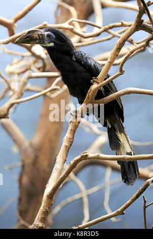 Visayan tarictic hornbill, (dal caso Penelopides panini panini), femmina adulta su albero, asia Foto Stock
