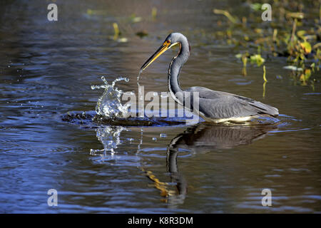 Airone tricolore, (egretta tricolore), wakodahatchee zone umide, Delray Beach, Florida, Stati Uniti d'America Foto Stock