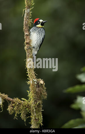 Acorn woodpecker (melanerpes formicivorus stristipectus), talamanca montagne, Costa Rica, luglio Foto Stock