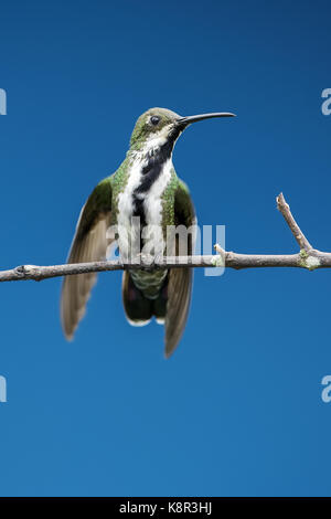 Nero-throated mango (anthracothorax nigricollis), femmina, Darien, panama, dicembre Foto Stock