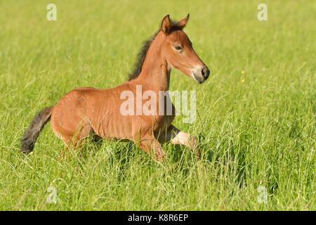 Paso fino foal nel campo Foto Stock