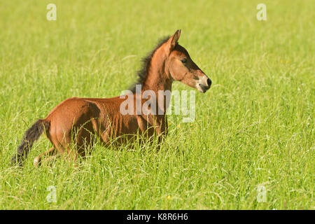 Paso fino foal nel campo Foto Stock