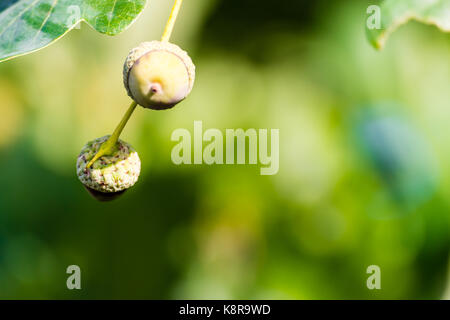 Acerbi due verdi ghiande che cresce su un albero. closeup shot, il fuoco selettivo, verde fondo liscio. Foto Stock