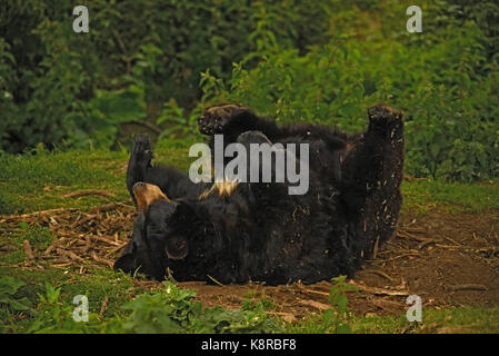 Orso Bruno Foto Stock