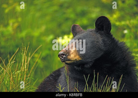 Orso Bruno Foto Stock