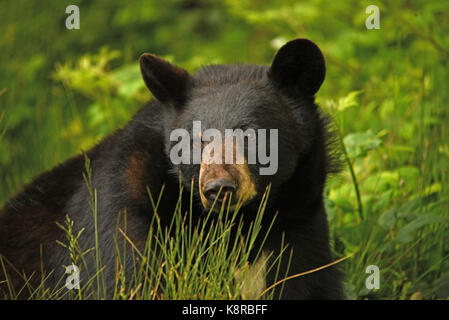 Orso Bruno Foto Stock