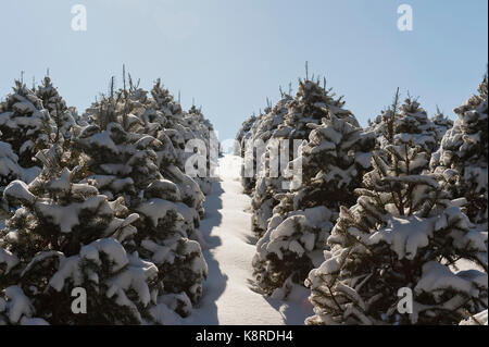 Coperta di neve ALBERI DI NATALE, LANCASTER PENNSYLVANIA Foto Stock