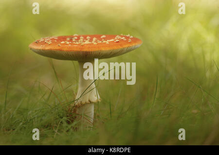 Fly agaric (amanita muscaria) corpo fruttifero, crescendo in erba corta, south norfolk, Regno Unito. settembre. Foto Stock