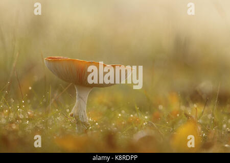 Fly agaric (amanita muscaria) corpo fruttifero, crescendo in erba corta, south norfolk, Regno Unito. ottobre. Foto Stock