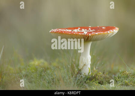 Fly agaric (amanita muscaria) corpo fruttifero, crescendo in erba corta, south norfolk, Regno Unito. ottobre. Foto Stock