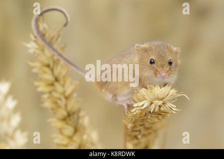 Harvest mouse (micromys minutus) adulto, sul gambo di grano, Derbyshire, Inghilterra, Agosto (condizioni controllate) Foto Stock