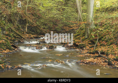 Vista di eller beck con caduta foglie, Skipton boschi, Skipton, North Yorkshire, Inghilterra, ottobre Foto Stock