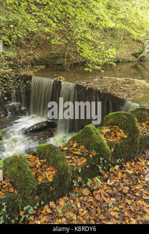 Vista di stramazzo con caduta foglie, eller Beck, Skipton boschi, Skipton, North Yorkshire, Inghilterra, ottobre Foto Stock