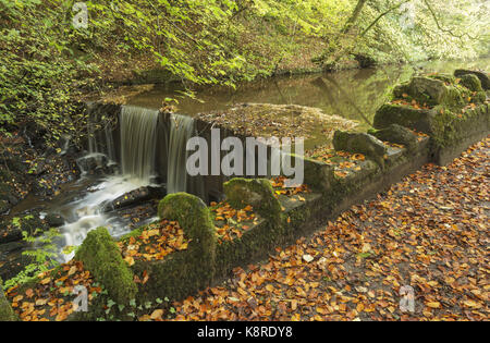 Vista di stramazzo con caduta foglie, eller Beck, Skipton boschi, Skipton, North Yorkshire, Inghilterra, ottobre Foto Stock