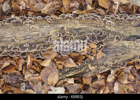 Nastrare polypore (Trametes versicolor) corpi fruttiferi, crescente sul ramo di decadimento, tra i comuni di faggio (Fagus sylvatica) foglie, newfield plantation, Foto Stock