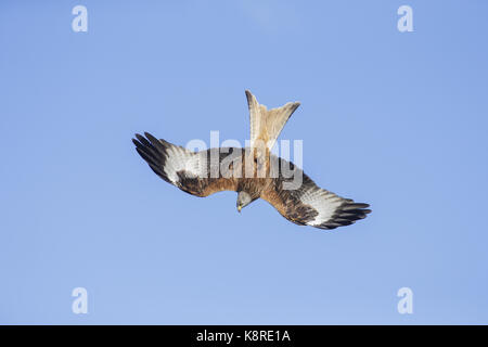 Nibbio reale (Milvus milvus) adulto, in picchiata, West Yorkshire, Inghilterra, marzo Foto Stock