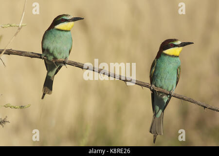 Unione Gruccione (Merops apiaster) Coppia adulta, appollaiato su ramoscello a sandbank colonia, Vojvodina, serbia, può Foto Stock