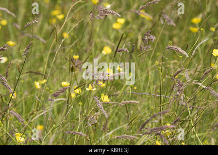 Selvaggio fiore erba prato, longnor, Staffordshire. Foto Stock