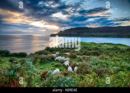 Scottish blackface ovini e il tramonto sulla baia di Calgary, Calgary, Isle of Mull, Scozia. Foto Stock