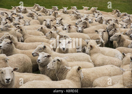 Highlander pecore, York, Yorkshire. Foto Stock