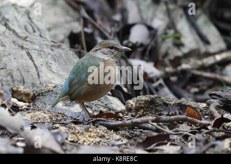 Blu-rumped pitta, hydrornis soror, femmina adulta in piedi sul suolo, nei pressi di Hanoi, Vietnam, gennaio Foto Stock