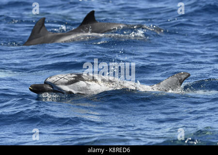 Striping (Delfino Stenella coeruleoalba) vecchio manto per adulti che mostra esteso corpo di cicatrici e segni, stretto di gibral;tar, agosto Foto Stock