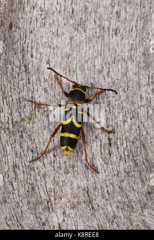 Wasp beetle (clytus arietis) adulto in appoggio sul legno, monmouth, Galles, giugno Foto Stock