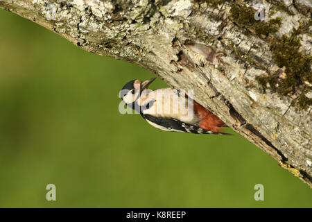Picchio rosso maggiore (Dendrocopos major) maschio adulto appollaiato sotto il ramo di un albero monmouth, può Foto Stock