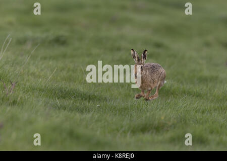 Unione lepre (Lepus europeaus) adulto, in esecuzione nel campo di erba, Suffolk, Inghilterra, marzo Foto Stock