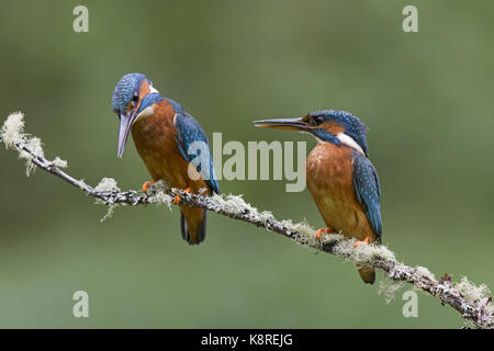 Common kingfisher (Alcedo atthis) Coppia adulta, appollaiato su un lichene ramo coperti, Suffolk, Inghilterra, può Foto Stock