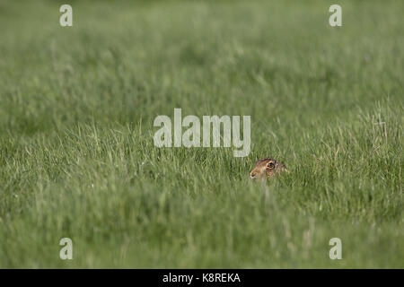 Unione lepre (Lepus europeaus) adulto, in appoggio in campo in erba, Suffolk, Inghilterra, marzo Foto Stock