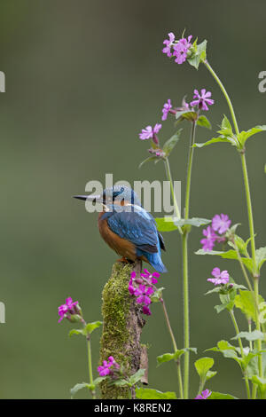 Common kingfisher (Alcedo atthis) maschio adulto, appollaiato tra red campion (silene dioica) fiori, Suffolk, Inghilterra, può Foto Stock