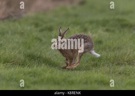 Unione lepre (Lepus europeaus) adulto, in esecuzione nel campo di erba, Suffolk, Inghilterra, marzo Foto Stock