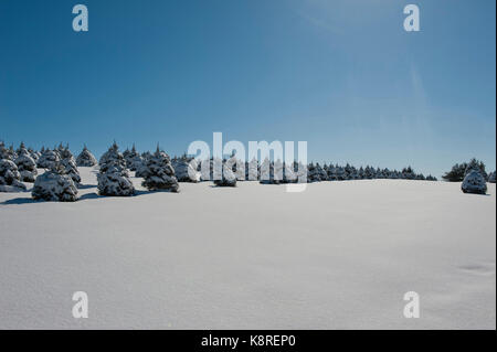 Coperta di neve ALBERI DI NATALE, LANCASTER PENNSYLVANIA Foto Stock