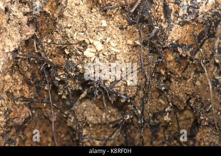 Rhizomorphs nero o cordicelle fungina di miele fungo armillaria mellea, formata sul malato morto e nucleo di un albero marcio, berkshire, marzo Foto Stock