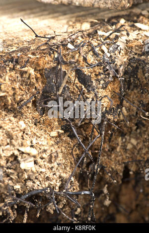 Rhizomorphs nero o cordicelle fungina di miele fungo armillaria mellea, formata sul malato morto e nucleo di un albero marcio, berkshire, marzo Foto Stock