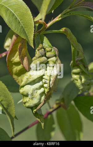 Peach leaf curl, taphrina reumatoide, deformato foglie su un piccolo albero di pesche noci "signore napier' causata da un fungo Foto Stock