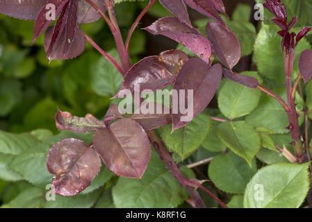 Rose, afide macrosiphum rosae, danni di alimentazione ai giovani red rose lascia causando puckerig e vesciche presto nella loro stagione, può Foto Stock