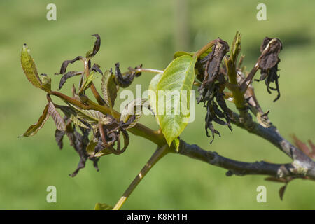 Necrotiche, bruciato, il gelo di giovani lo sviluppo di foglie di noce in tarda primavera, berkshire, può Foto Stock