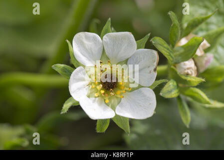A fine stagione il gelo provocando annerimento dei pistilli, femmina parti di fiore in fiori di fragola e alcuni la necrosi ai petali, berkshire, può Foto Stock