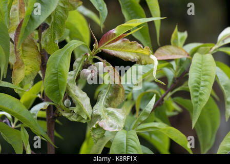 Peach leaf curl, taphrina defrmans, una malattia fungina deformare e vesciche le foglie di un giovane albero di pesche noci in un giardino frutteto, può Foto Stock