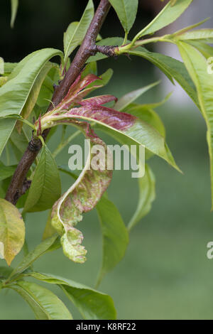 Peach leaf curl, Taphrina defrmans, una malattia fungina deformare e vesciche le foglie di un giovane albero di pesche noci in un giardino frutteto, può Foto Stock