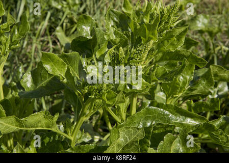 Mare di barbabietola, Beta vulgaris, impianti provenienti in fiore su chesil beach. un popolare oltre a piatti di pesce e di cucina vegetali. dorset, può Foto Stock