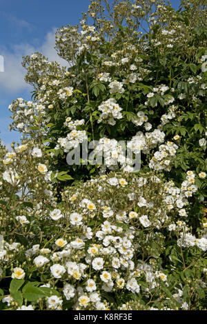 Rambling Rector rose arrampicarsi su un arco roise e in piena fioritura su un luminoso giorno di estate, berkshire, giugno Foto Stock