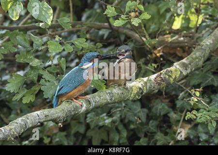 Kingfisher maschio capretti di alimentazione Foto Stock